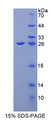 Figure 1. SDS-PAGE