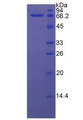 Figure 3. SDS-PAGE