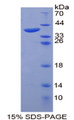 Figure 1. SDS-PAGE