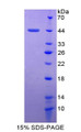 Figure 1. SDS-PAGE