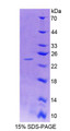 Figure 1. SDS-PAGE