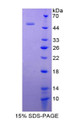 Figure 1. SDS-PAGE