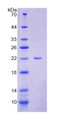 Figure 1. SDS-PAGE