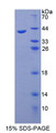 Figure 1. SDS-PAGE