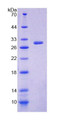 Figure 1. SDS-PAGE