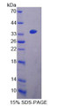 Figure 1. SDS-PAGE