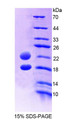 Figure 1. SDS-PAGE