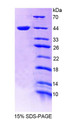 Figure 1. SDS-PAGE