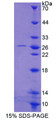 Figure 1. SDS-PAGE