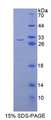 Figure 1. SDS-PAGE