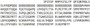 Recombinant TATA Binding Protein (TBP), RPU50712