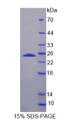 Figure 2. SDS-PAGE