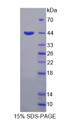 Figure 1. SDS-PAGE