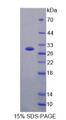 Figure 1. SDS-PAGE