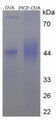 OVA Conjugated Human Procollagen I C-Terminal Propeptide (PICP), Cat#RPU50798