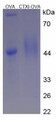 OVA Conjugated Human Cross Linked C-Telopeptide Of Type I Collagen (CTXI), Cat#RPU50811