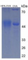 OVA Conjugated Human Heparanase (HPSE), Cat#RPU50813