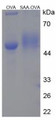 OVA Conjugated Human Serum Amyloid A (SAA), Cat#RPU50828