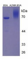 Figure 3. SDS-PAGE