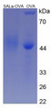 OVA Conjugated Human Salusin Alpha (SALa), Cat#RPU50871