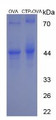 Figure 1. SDS-PAGE