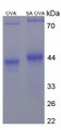 Figure 2. SDS-PAGE