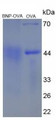 OVA Conjugated Human Brain Natriuretic Peptide (BNP), Cat#RPU50942