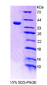 Figure 1. SDS-PAGE