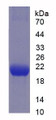 Figure 2. SDS-PAGE