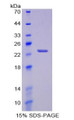 Figure 1. SDS-PAGE