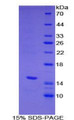 Figure 1. SDS-PAGE