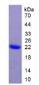 Figure 1. SDS-PAGE