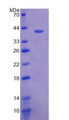 Figure 2. SDS-PAGE