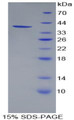 Figure 1. SDS-PAGE