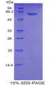 Figure 1. SDS-PAGE