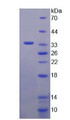 Figure 3. SDS-PAGE