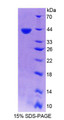 Figure 1. SDS-PAGE