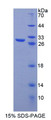 Figure 1. SDS-PAGE