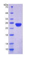 Figure 1. SDS-PAGE