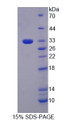 Figure 1. SDS-PAGE