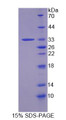 Figure 1. SDS-PAGE