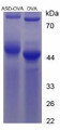 Figure 3. SDS-PAGE