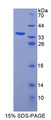 Figure 1. SDS-PAGE