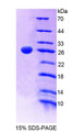 Figure 1. SDS-PAGE