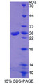 Figure 1. SDS-PAGE