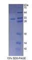 Figure 1. SDS-PAGE