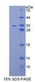 Figure 1. SDS-PAGE