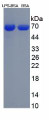 Figure 3. SDS-PAGE