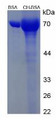 Figure 3. SDS-PAGE