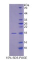 Figure 1. SDS-PAGE